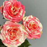Facial Makeup Rose